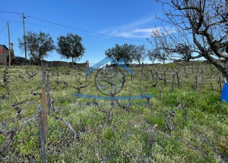 162747540_482786856328273_1269187745278299340_n